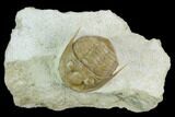 Rare, Leningradites Graciosus Trilobite - Russia #125505-1